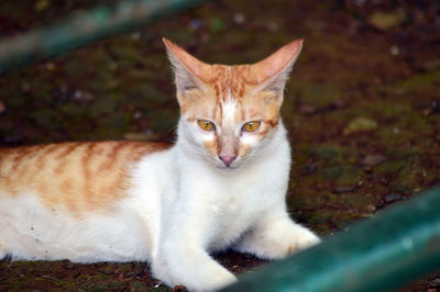 Orange white cat lying down photo