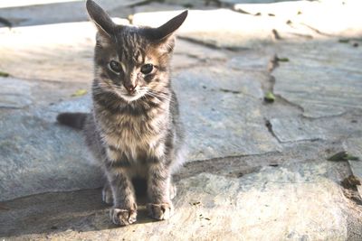 Portrait of cat