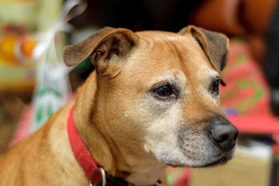 Close-up of dog