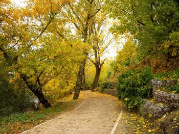 Road amidst trees in forest during autumn