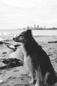 Shores of lake erie, edgewater park.  westside of cleveland looking eastbound towards downtown. 