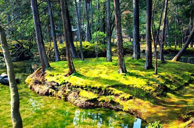 Scenic view of forest