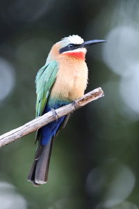 Close-up of bird perching on branch