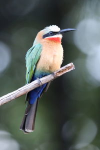 Close-up of bee eater bird perching on branch