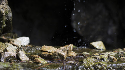 Close-up of water against trees at night