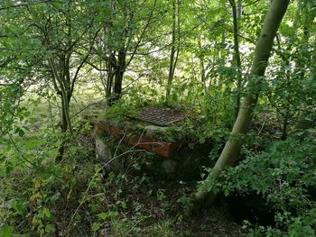 Trees growing in forest