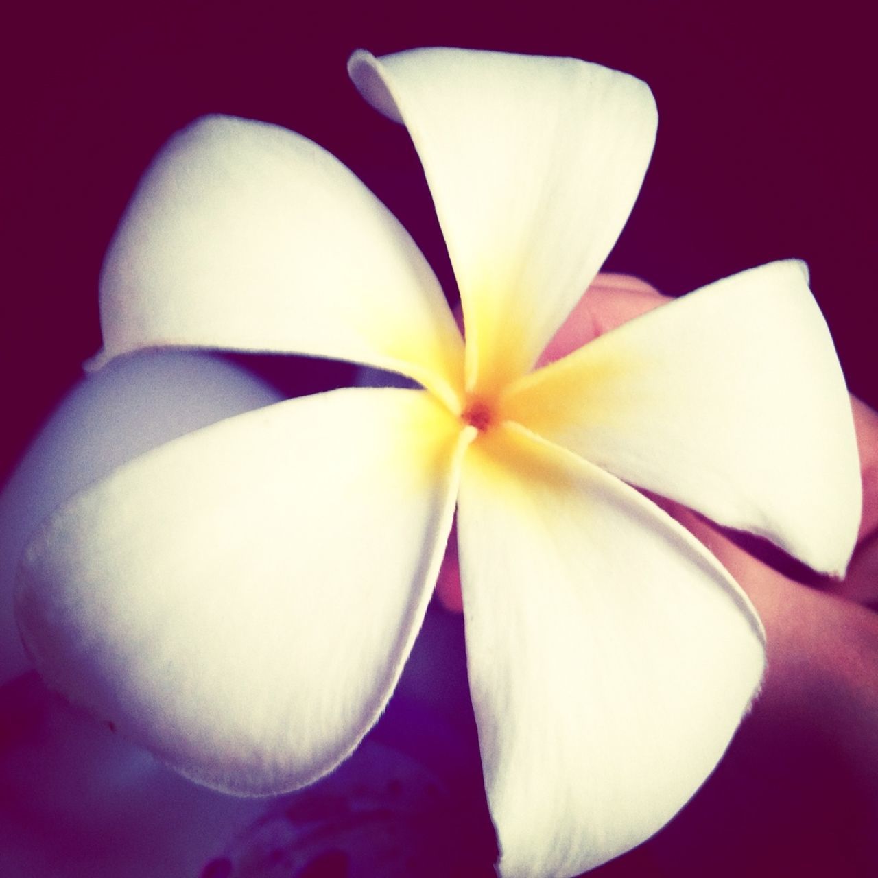 flower, petal, flower head, fragility, close-up, studio shot, freshness, white color, black background, beauty in nature, stamen, nature, orchid, single flower, pollen, blooming, no people, softness, indoors, growth