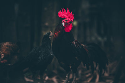 View of a rooster