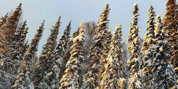 Close-up of snow covered plants against clear sky