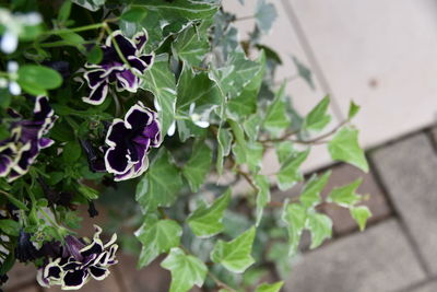 High angle view of purple flowering plant