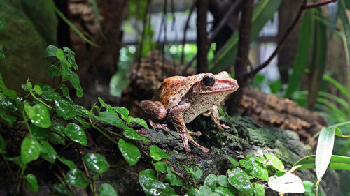 Hong kong whipping frog