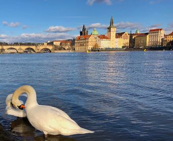 Swan in a building