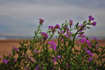 Close-up of flowers blooming by sea against sky