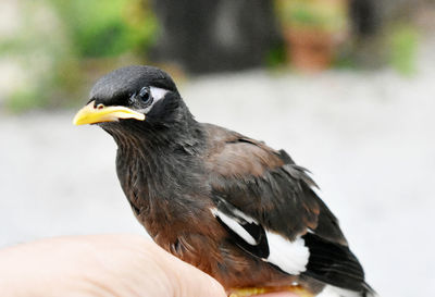 Close-up of hand feeding bird