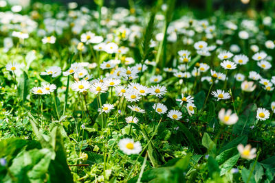 Close-up of white flowering plants on field