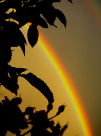 Close-up of silhouette tree against sky during sunset