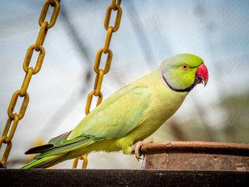 Low angle view of bird