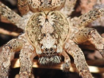 Close-up of spider