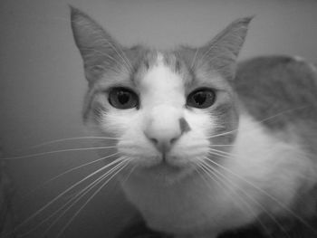 Close-up portrait of cat