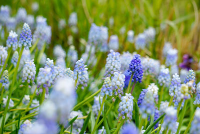 Close-up of purple flowering plants on field