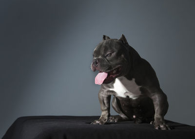 Dog looking away while sitting at home