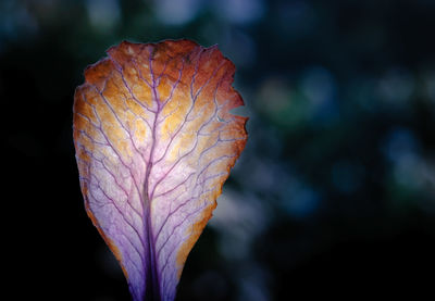 Close-up of autumn leaf