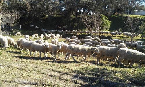 Sheep grazing on field