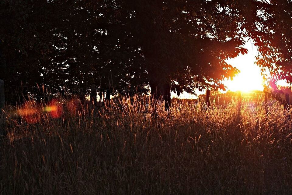 sunset, sun, field, tranquility, tranquil scene, beauty in nature, scenics, nature, grass, orange color, growth, landscape, sunlight, idyllic, plant, sunbeam, tree, rural scene, lens flare, outdoors