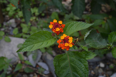 Close-up of orange flowering plant growing outdoors