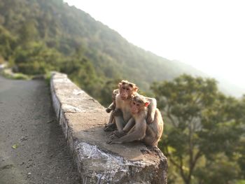 Monkey sitting on rock