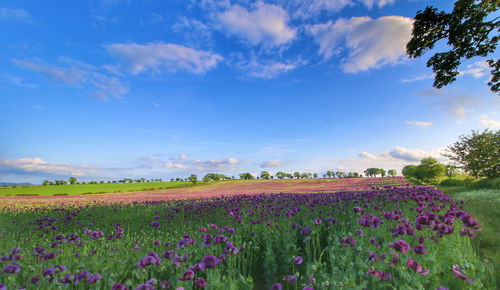 Scenic view of pink flowers on field against sky