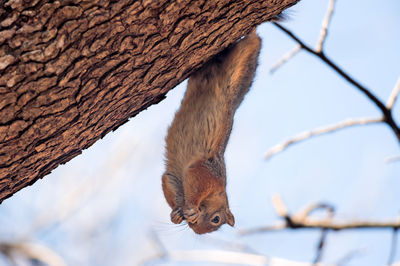 Low angle view of squirrel on tree against sky