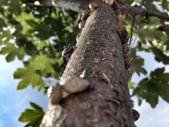 Low angle view of bird on tree trunk