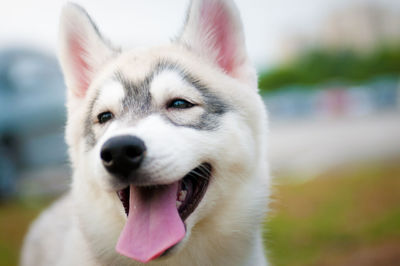 Close-up portrait of dog sticking out tongue outdoors