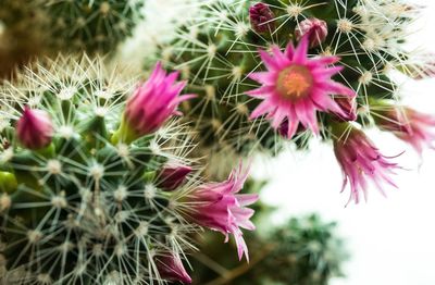 Close-up of cactus flowers