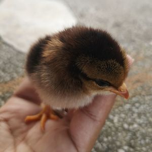 Close-up of a hand holding a bird