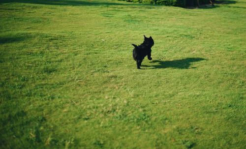 Dog running on field