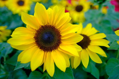 Close-up of sunflower on field