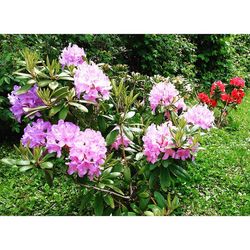 Close-up of pink flowers blooming in field