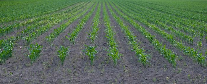 Scenic view of agricultural field