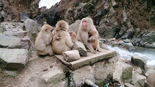 Monkey sitting on rock