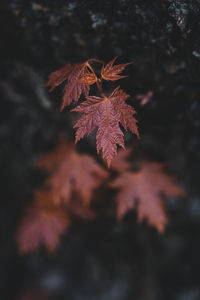 Floral background with young leaves of silver maple, soft focus and copy space