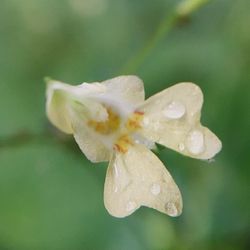 Close-up of wet flower against blurred background