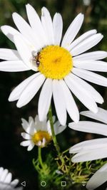 Close-up of bee on white flower