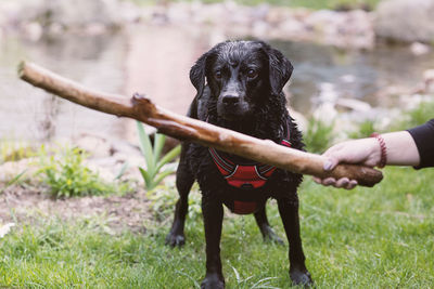 Cropped hand holding stick while playing with dog