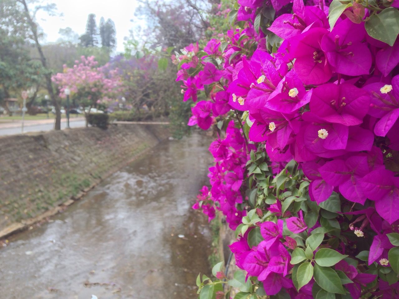 flower, pink color, freshness, growth, fragility, beauty in nature, tree, nature, plant, blooming, petal, park - man made space, in bloom, blossom, day, outdoors, springtime, pink, purple, no people