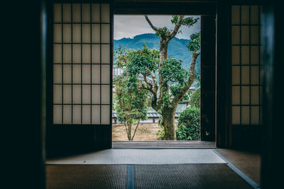 Close-up of tree against window