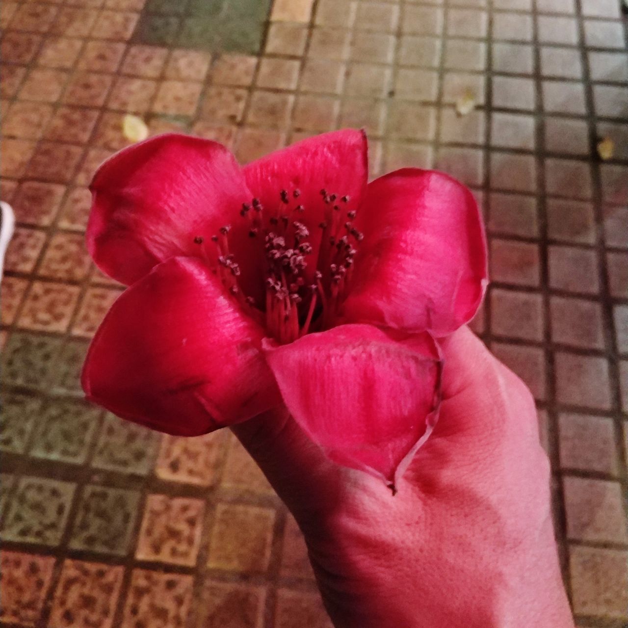 CLOSE-UP OF HAND HOLDING PINK FLOWER AGAINST BLURRED BACKGROUND