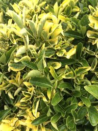 Full frame shot of green leaves