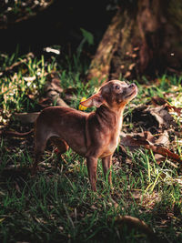 Dog standing in field